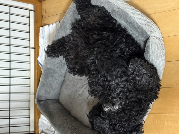 今年も宜しくお願い致します🎍の画像