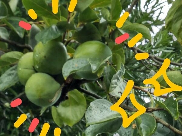 明日から９月～🍇すまいる北部の画像