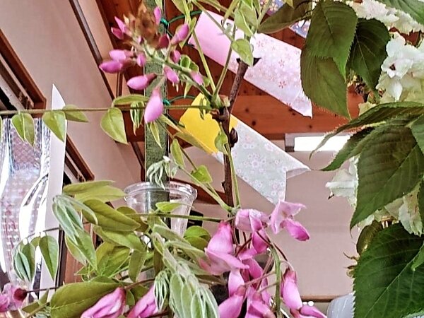 華々しい🌺すまいる北部の画像