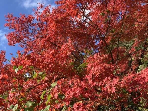 秋ですね🍁の画像