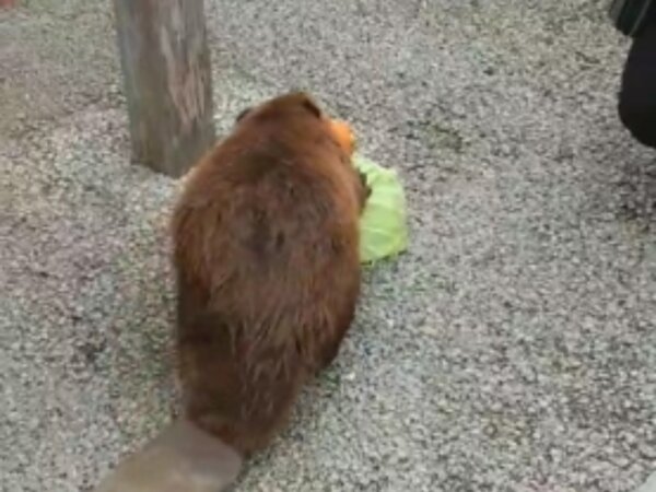 ビーバー🐱の画像