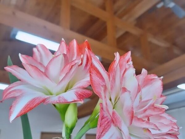 新緑🍃立夏🍉すまいる北部の画像
