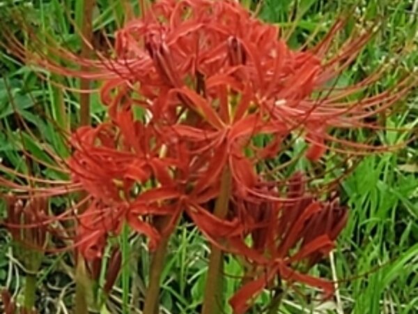 もう秋、なんですね✨すまいる北部の画像