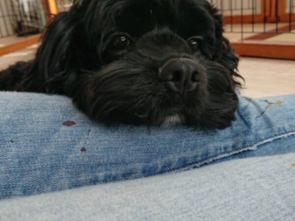 すまいる縁寿です🐕の画像