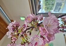 🌸すまいる北部３月②🌸のイメージ