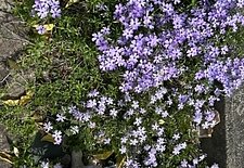 もう春ですね🌸のイメージ