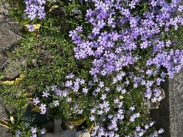 もう春ですね🌸の画像