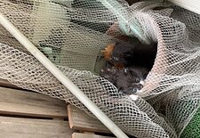 猫の通り道のイメージ
